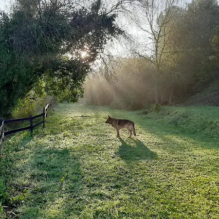 Del Bosque Cerca De Córdoba