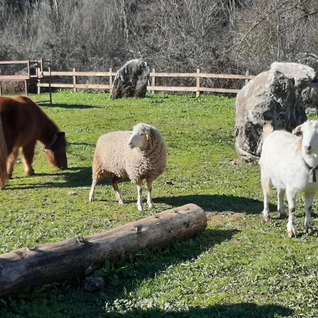 Del Bosque Cerca De *