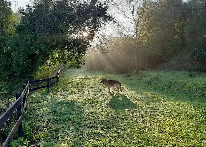 Del Bosque Cerca De Córdoba
