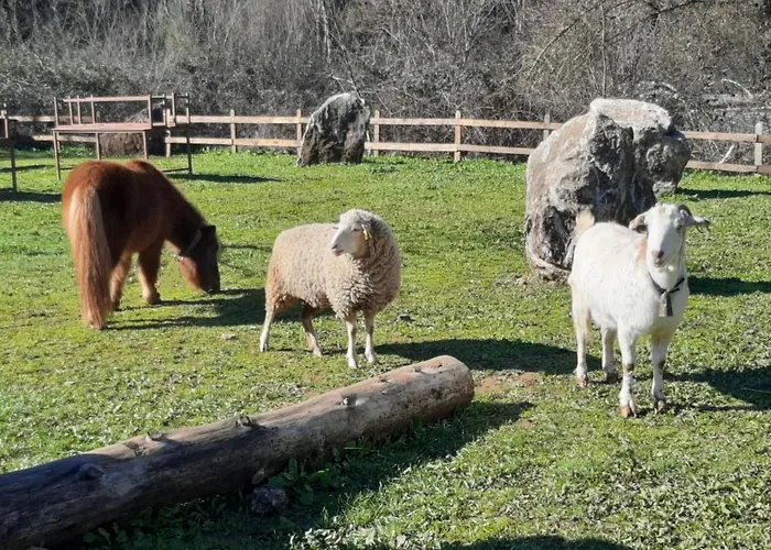 Del Bosque Cerca De *