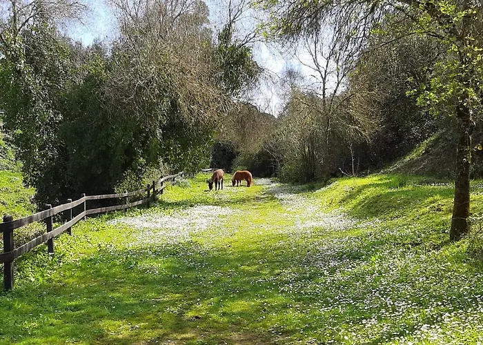 Del Bosque Cerca De Córdoba