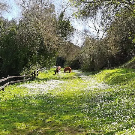 Del Bosque Cerca De 科爾多瓦