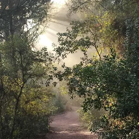 Nyaraló Del Bosque Cerca De *